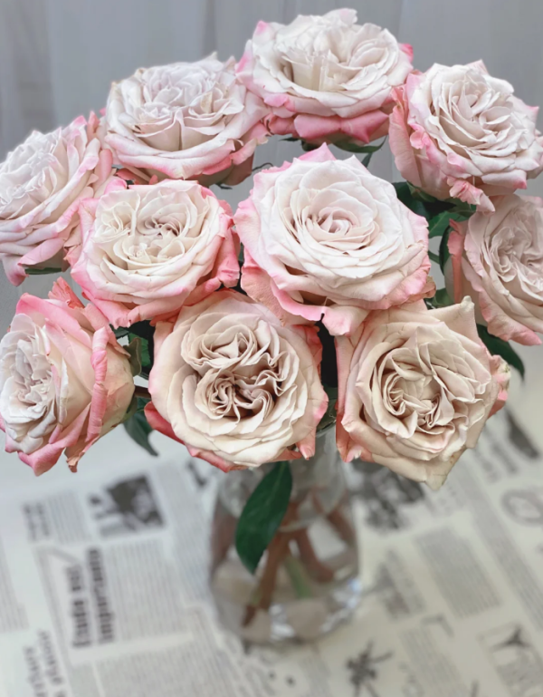 Westminster Abbey Roses丨Your roses