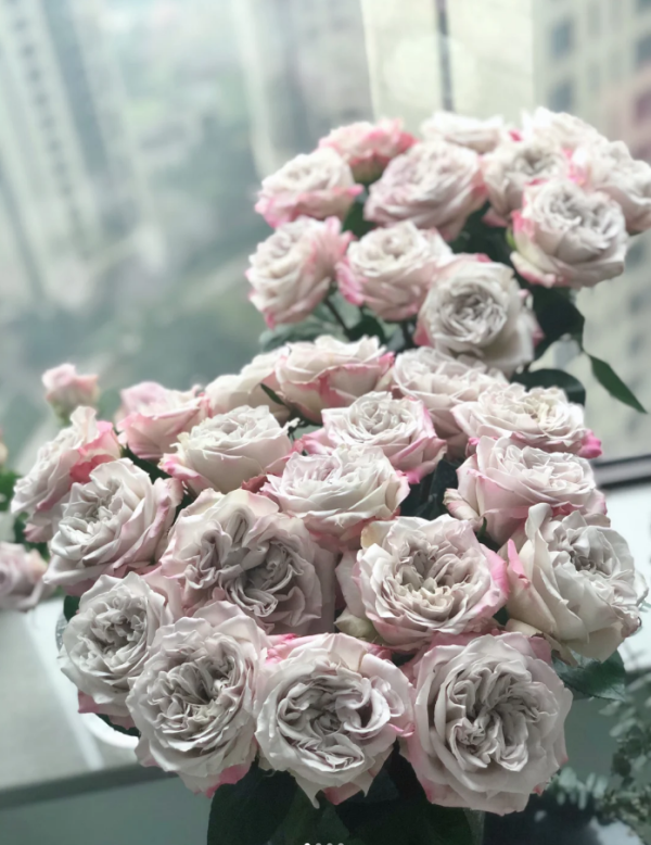 Westminster Abbey Rose Plant丨Your roses
