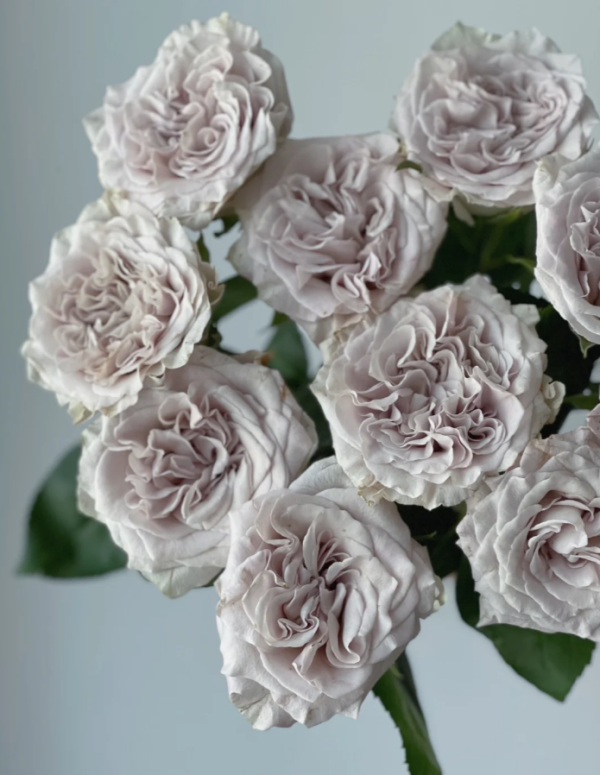 Westminster Abbey Rose for sale丨Your roses