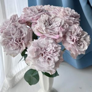 Westminster Abbey Rose丨Your roses