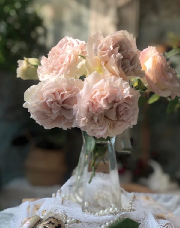 Westminster Abbey Rose丨Your roses