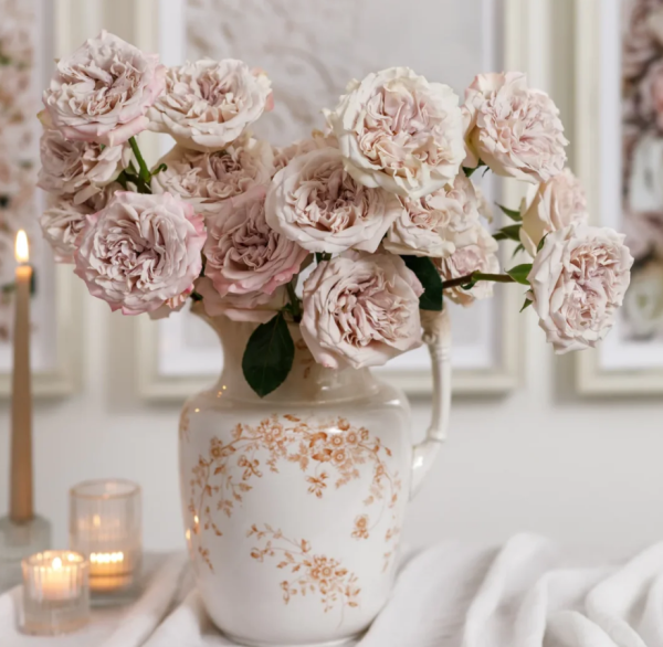 Rose Westminster Abbey丨Your roses
