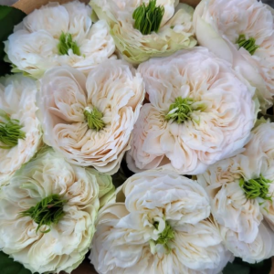 Whitby Abbey Rose丨Your roses