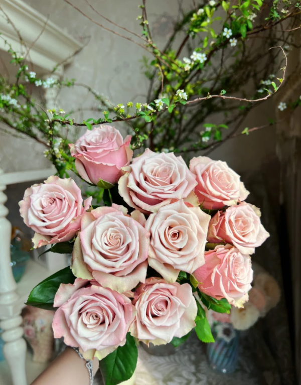 Wild Moss Rose plant丨Your roses