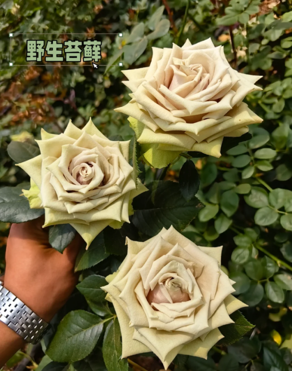 Wild Moss Roses 丨Your roses