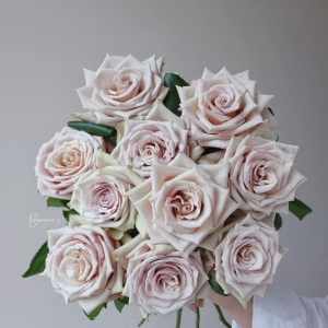 Wild Moss Rose 丨Your roses