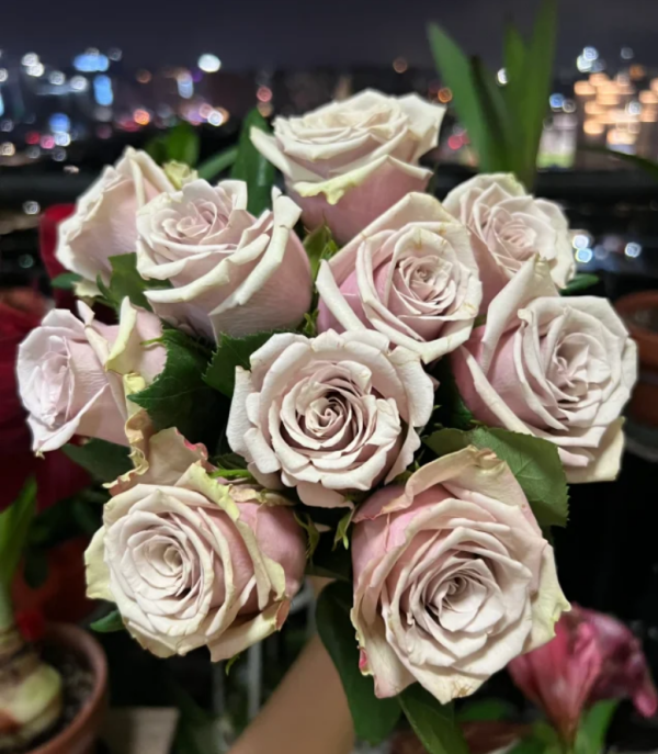 Wild Moss Rose 丨Your roses