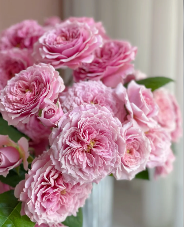 William Christie Rose plant丨Your roses