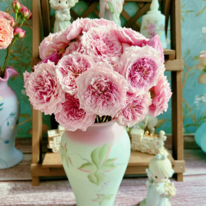 William Christie Rose丨Your roses