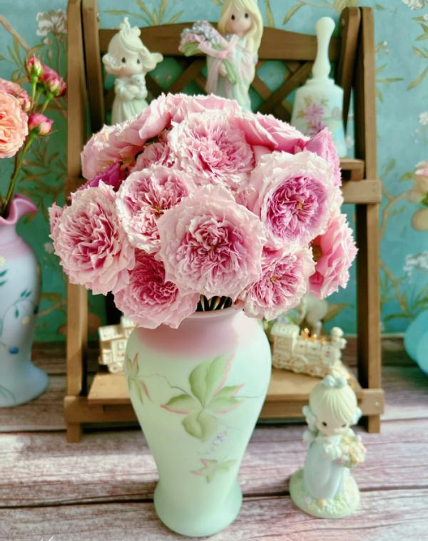 William Christie Rose丨Your roses