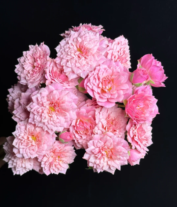 William Christie Rose for sale丨Your roses