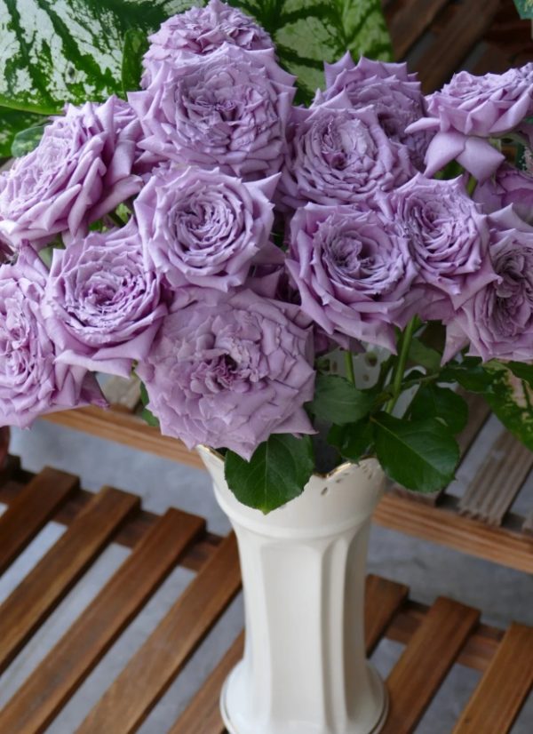 Windy Night Rose for sale丨Your roses