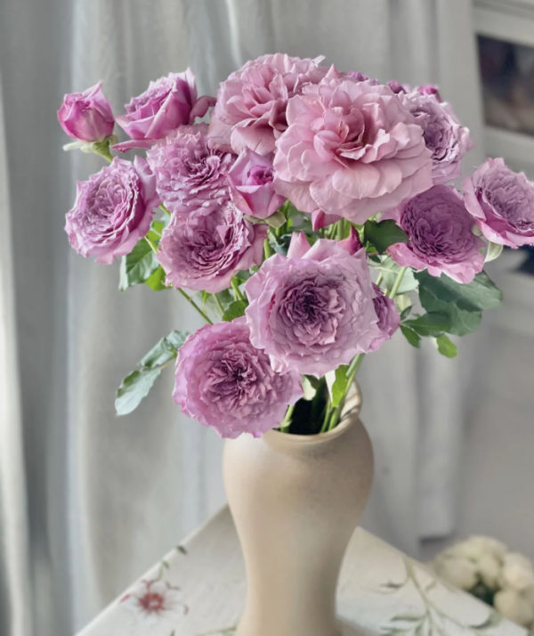 Windy Night Rose plant丨Your roses