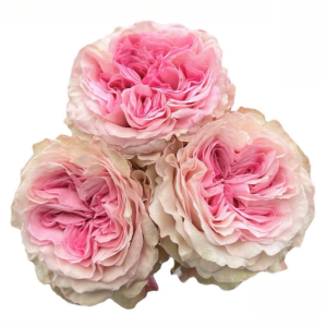 Gossip Girl Rose丨Your roses