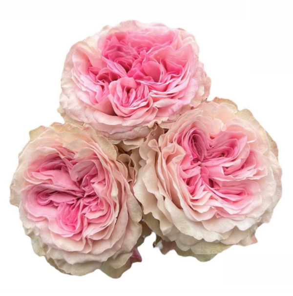 Gossip Girl Rose丨Your roses