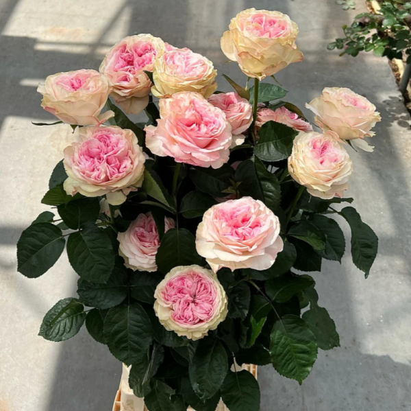 Gossip Girl Rose丨Your roses