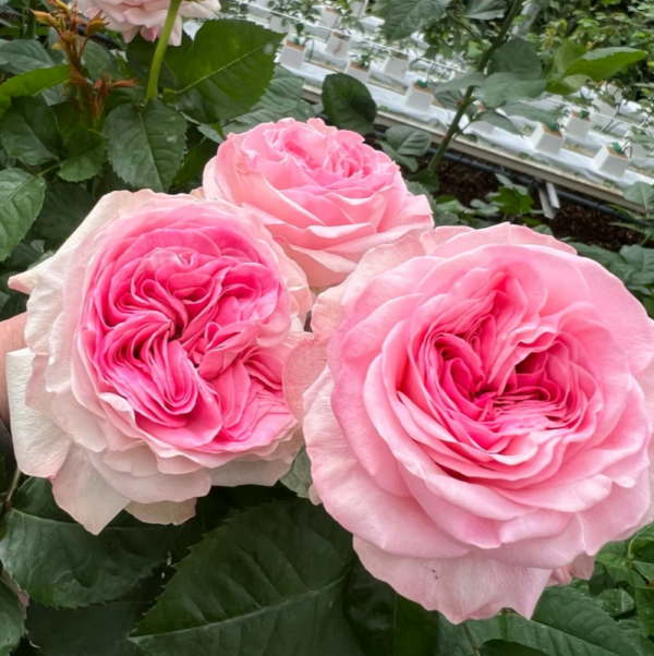 Gossip Girl Rose plant丨Your roses