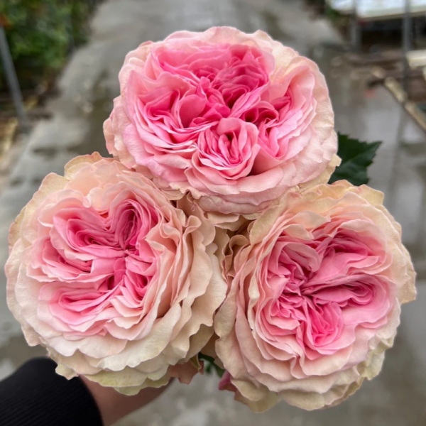 Gossip Girl Rose for sale丨Your roses