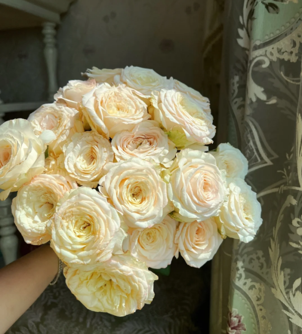 Hazel Rose plant丨Your roses