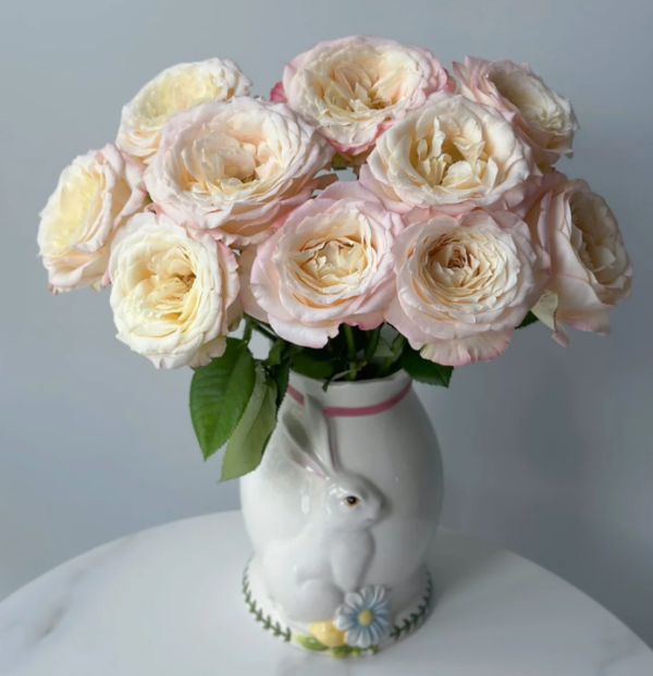 Hazel Rose丨Your roses