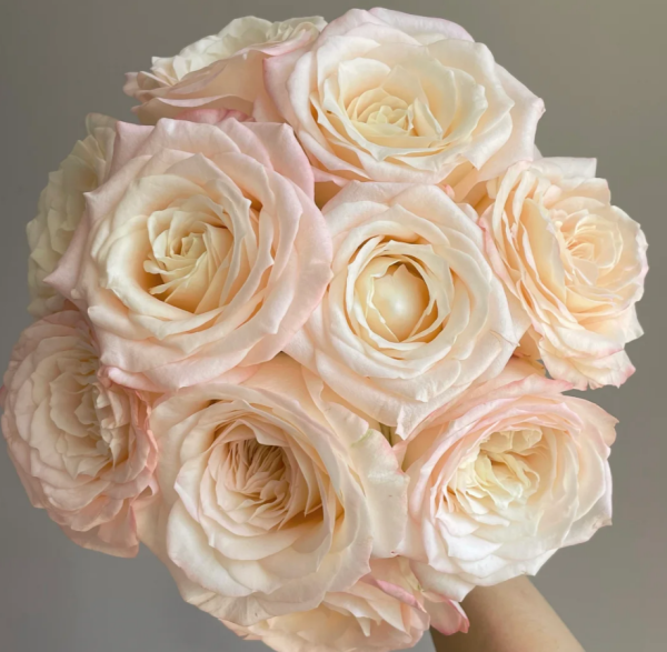 Hazel Rose for sale丨Your roses