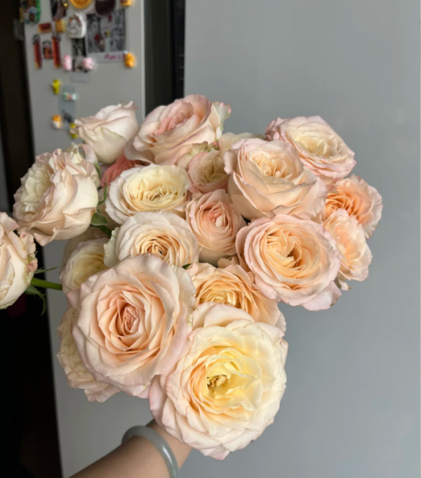 Hazel Rose plant丨Your roses
