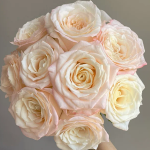 Hazel Rose丨Your roses