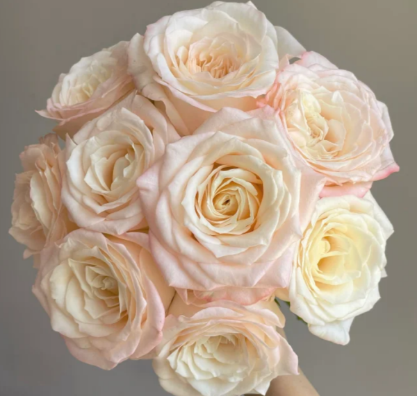 Hazel Rose丨Your roses