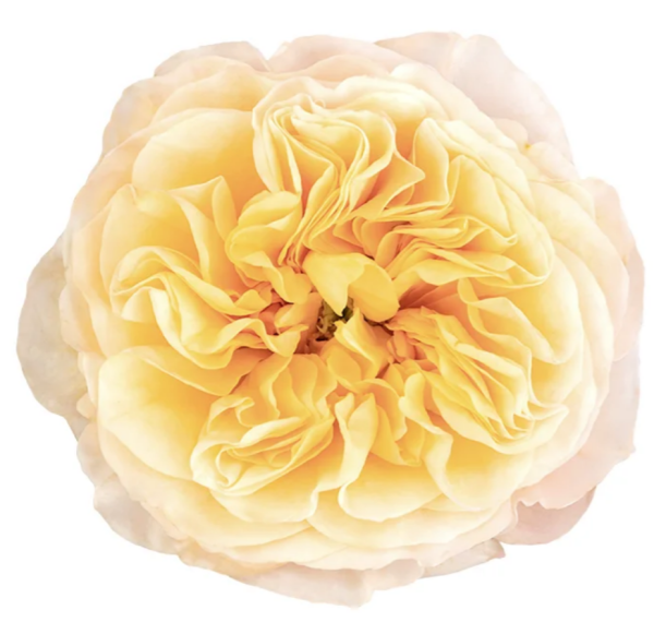 King's Cross Rose丨Your roses