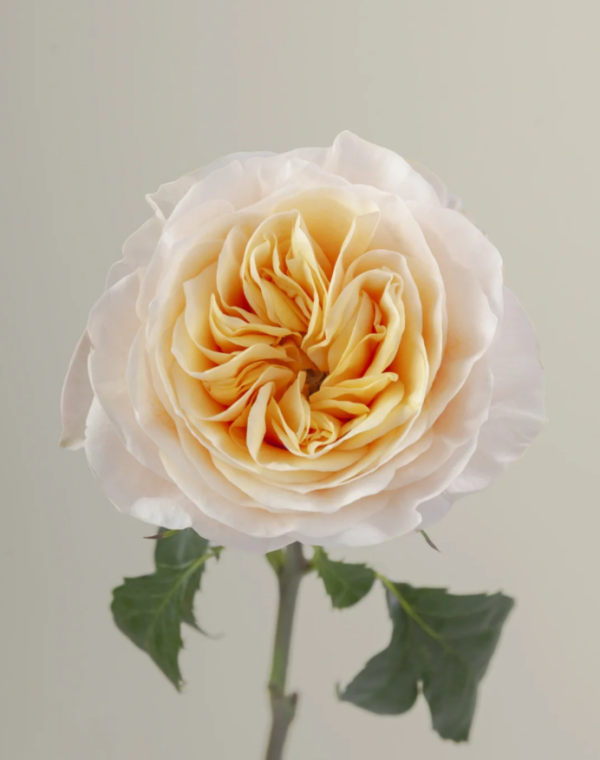King's Cross Rose for sale丨Your roses