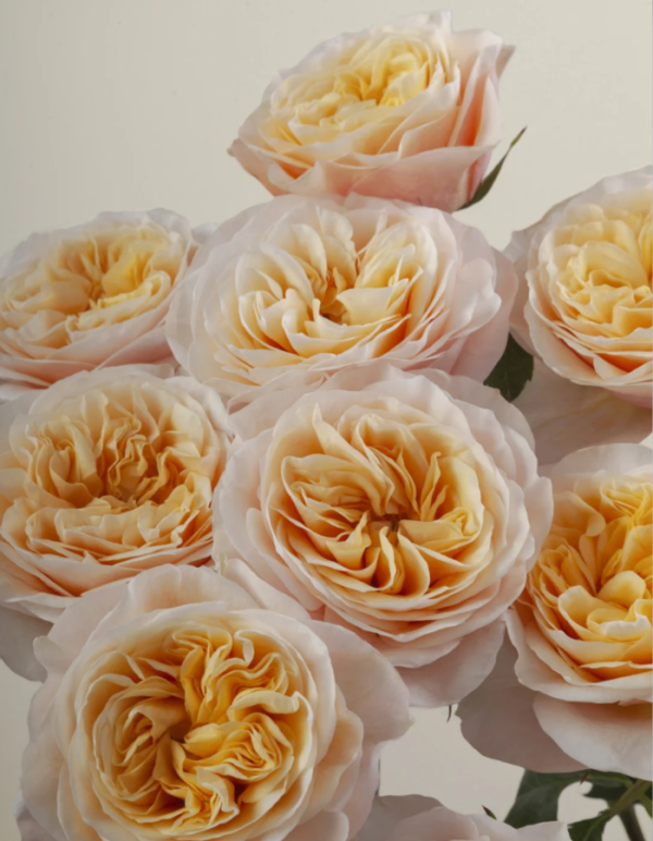 King's Cross Rose plant丨Your roses