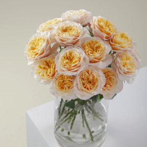 King's Cross Rose丨Your roses