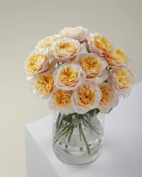 King's Cross Rose丨Your roses