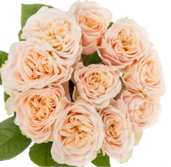 Love Fountain Rose丨Your roses