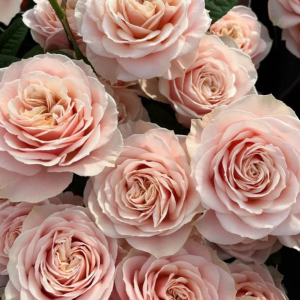 Love Fountain Rose plant丨Your roses