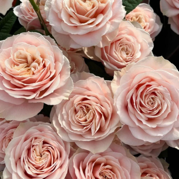 Love Fountain Rose plant丨Your roses