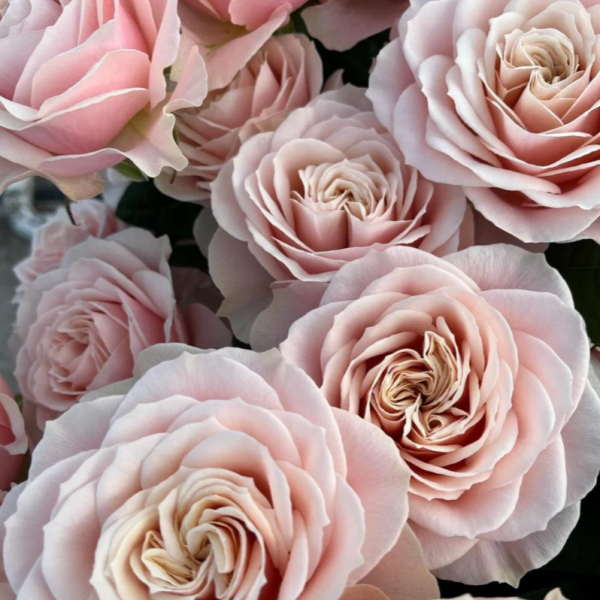 Love Fountain Rose丨Your roses