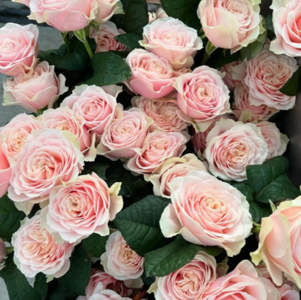 Love Fountain Rose for sale丨Your roses