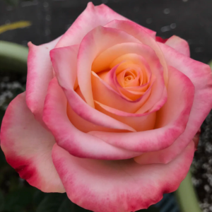 Lovely Heart Rose丨Your roses