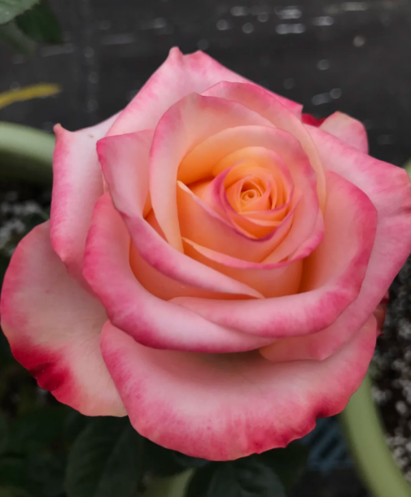 Lovely Heart Rose丨Your roses
