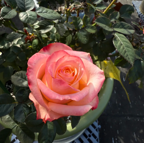 Lovely Heart Rose plant丨Your roses