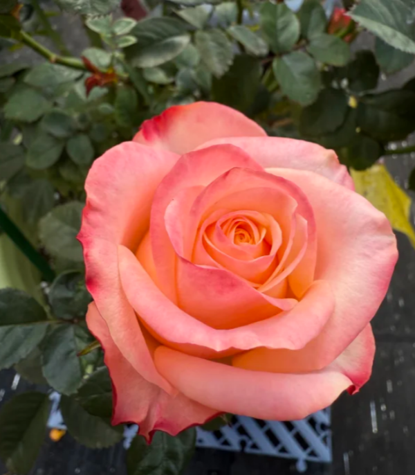 Lovely Heart Rose丨Your roses