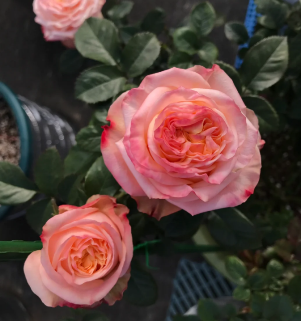 Lovely Heart Rose for sale丨Your roses
