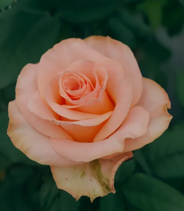 Lovely Heart Rose plant丨Your roses