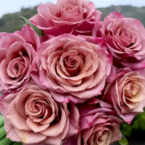 Magic Silver Rose丨Your roses