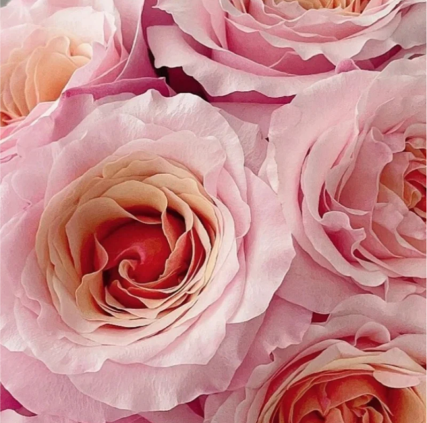 Mayra Flamingo Rose丨Your roses