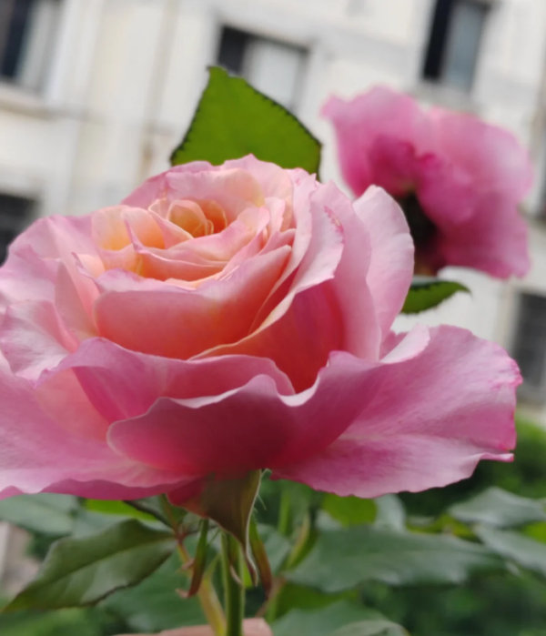 Mayra Flamingo Rose for sale丨Your roses