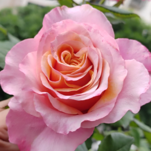 Mayra Flamingo Rose丨Your roses
