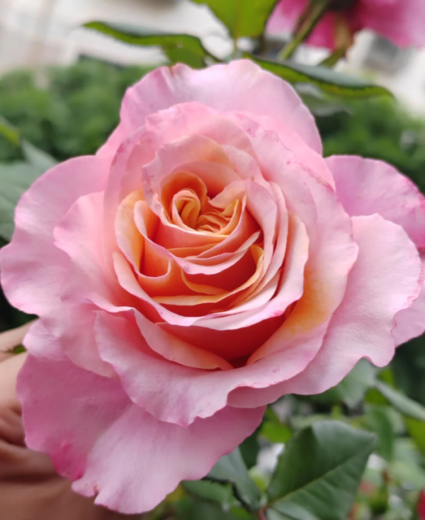 Mayra Flamingo Rose丨Your roses