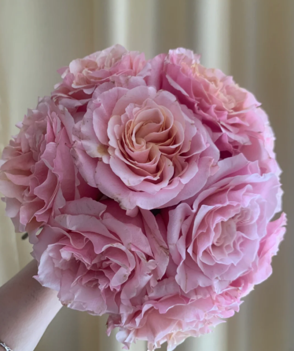 Mayra Flamingo Rose plant丨Your roses